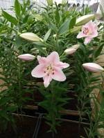 [4216 Companion No101.JPG]